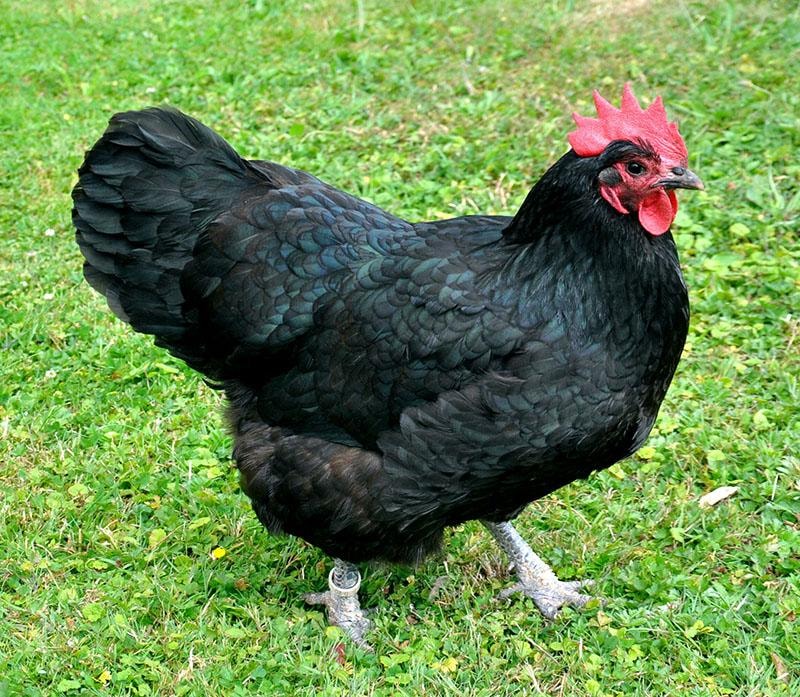 Free-Range Chickens